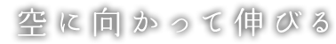 空に向かって伸びる